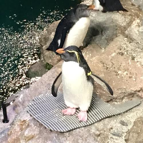 Penguins